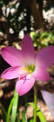 A Flower