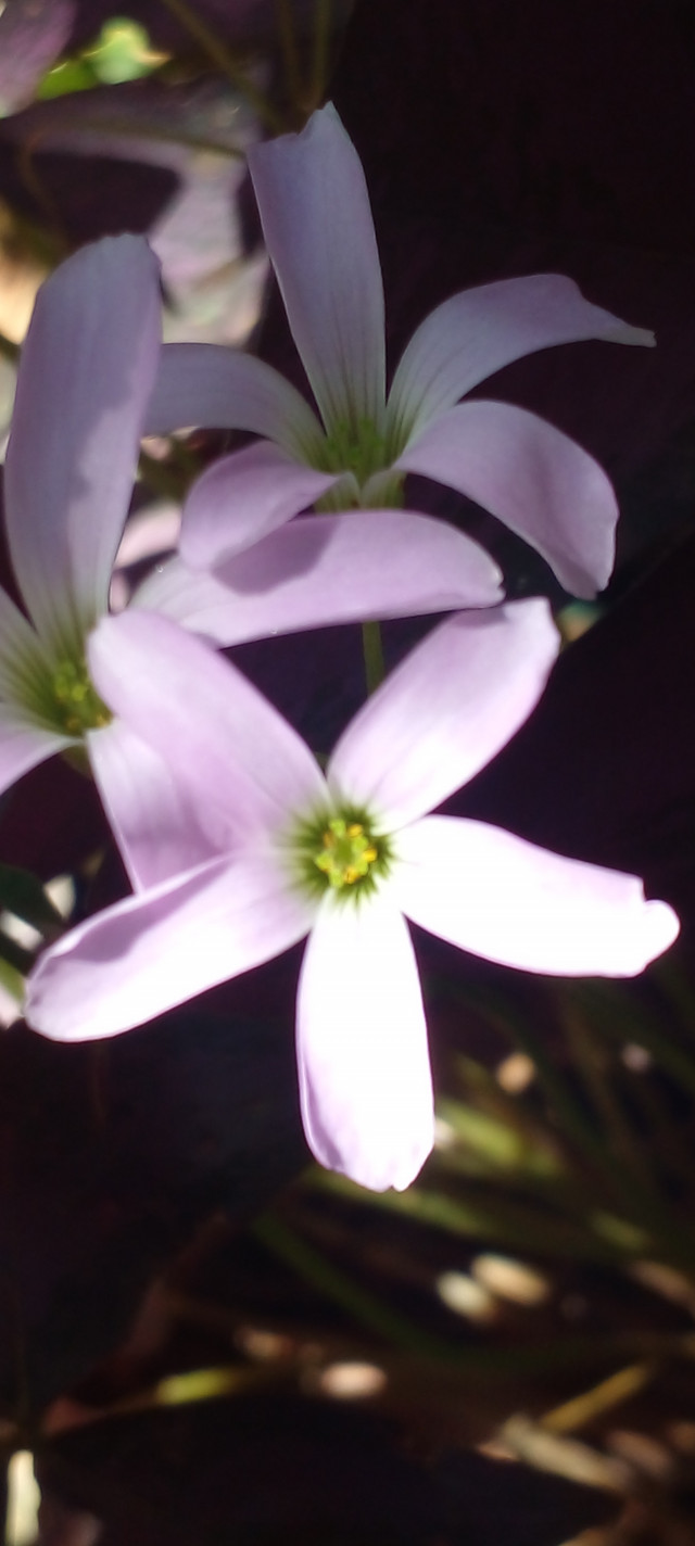 A Flower