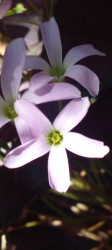 A Flower
