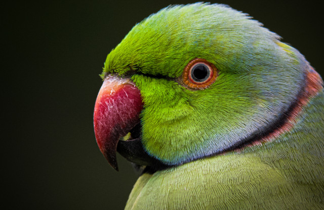 Parakeet