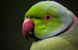 Parakeet