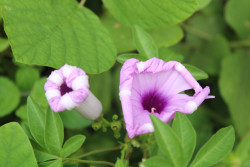 The Unripe flowers are also refreshing
