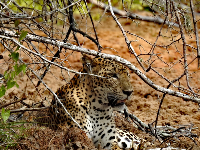 Leopard