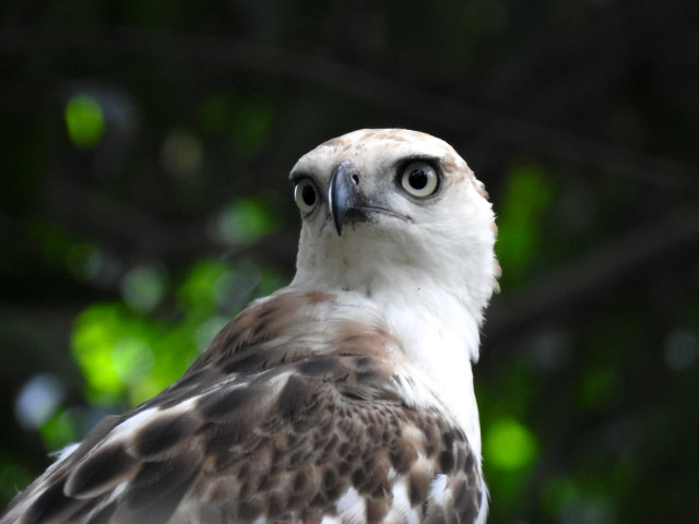 Eagle