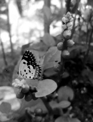 Rare nature