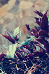 Everything has beauty