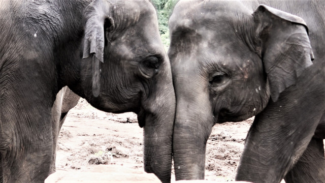 elephant lifestyle