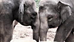 elephant lifestyle