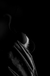 Portrait of Limefly