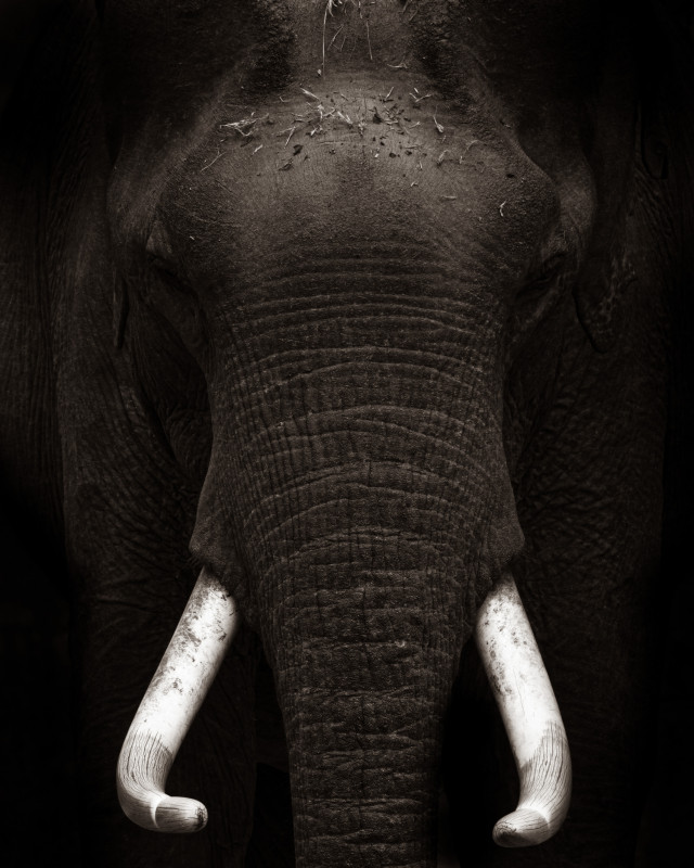 Tusker