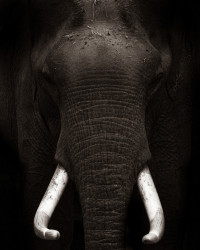 Tusker