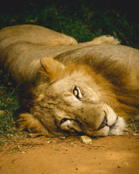 සිංහ