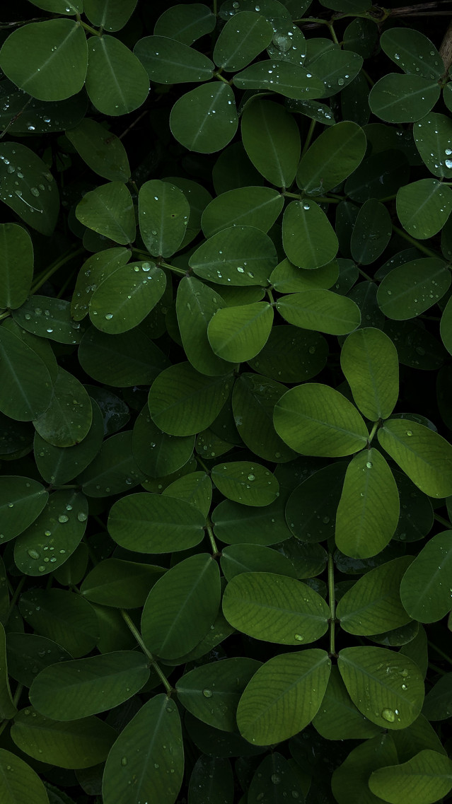 Patterns of Nature