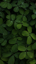 Patterns of Nature