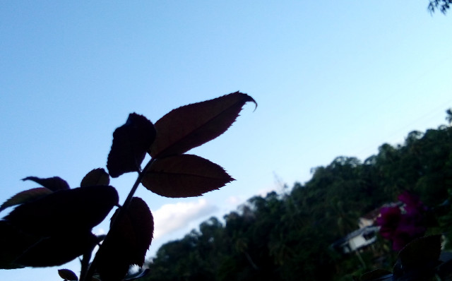 Nature
