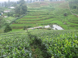 Lidula tea