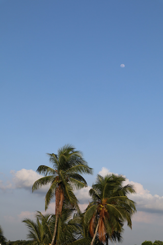 Coconuts Brothers