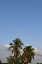 Coconuts Brothers