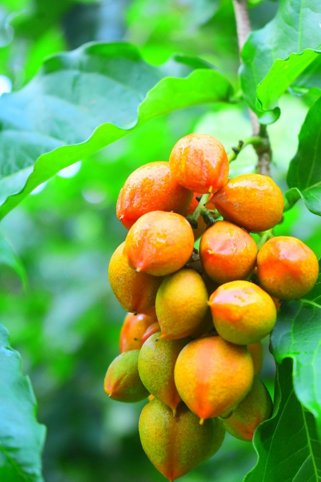 Colourful Friuts