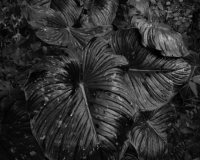 Art of nature