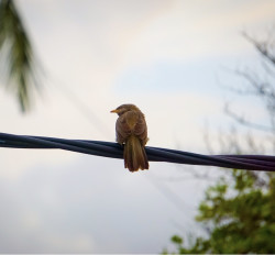 Jungle Babbler