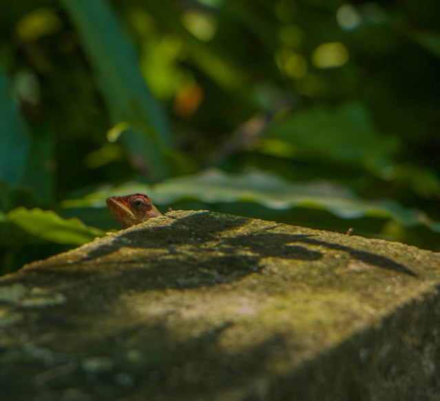 Lizard