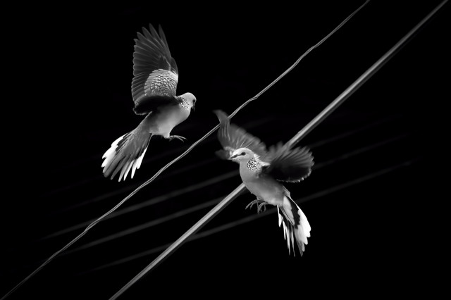 Dance of Love