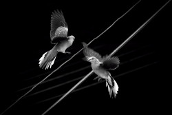 Dance of Love