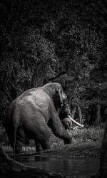 Gentle giant