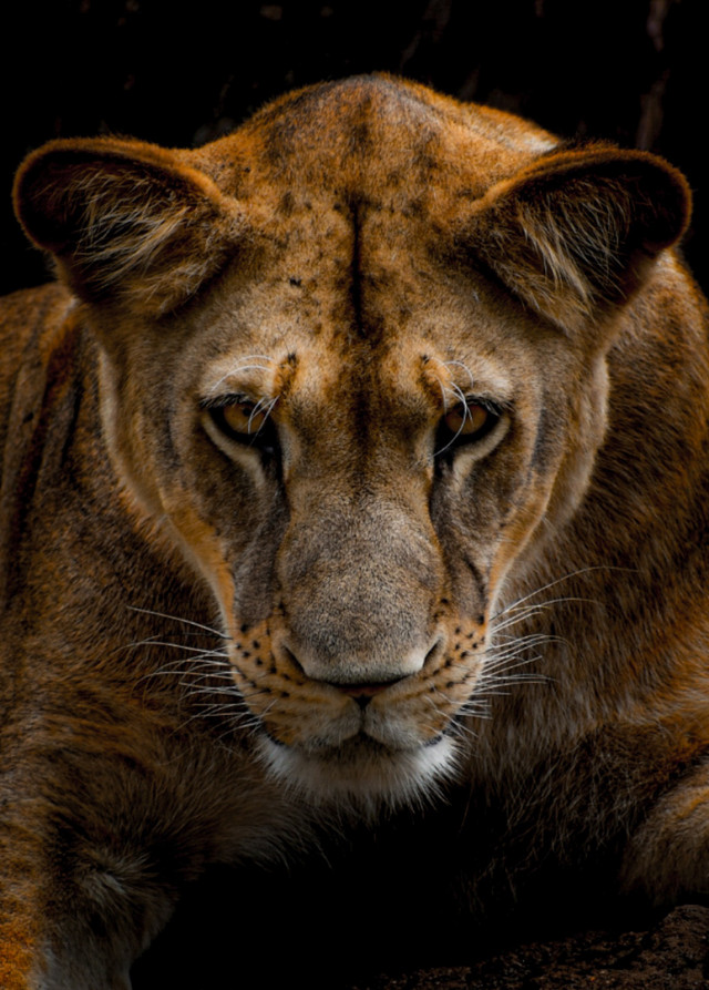 Majesty