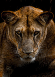 Majesty
