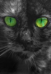 Eyes
