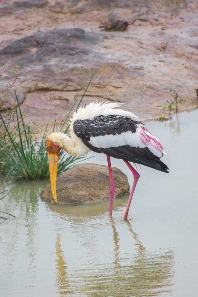 Painted Stork