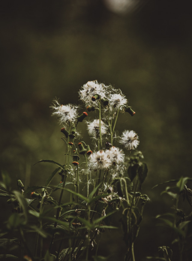 The beauty of wild flowers