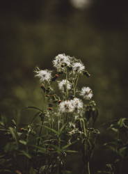 The beauty of wild flowers