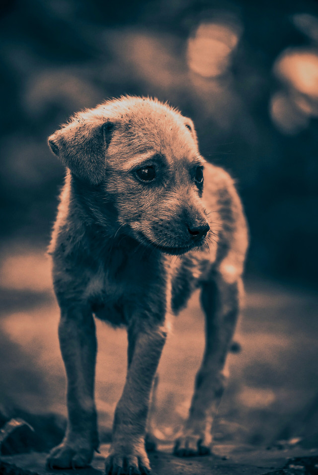 A helpless animal