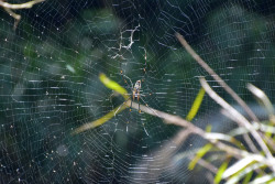 Entangled
