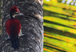 Woodpecker