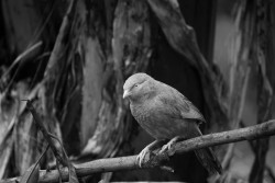Yellow billed babbler
