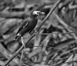 Being different is fine,(a mynah)