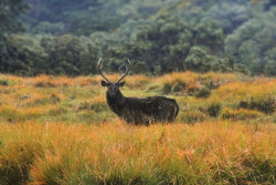 King of the cloud forest