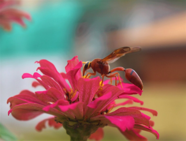 Nectar