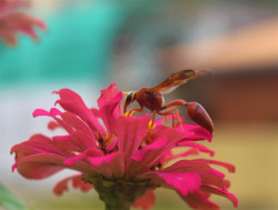 Nectar