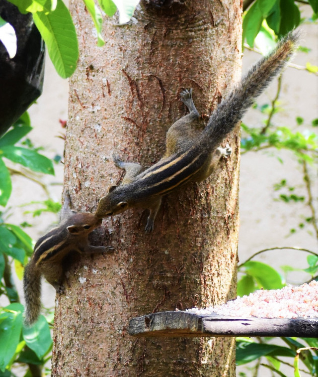 Squirrel love