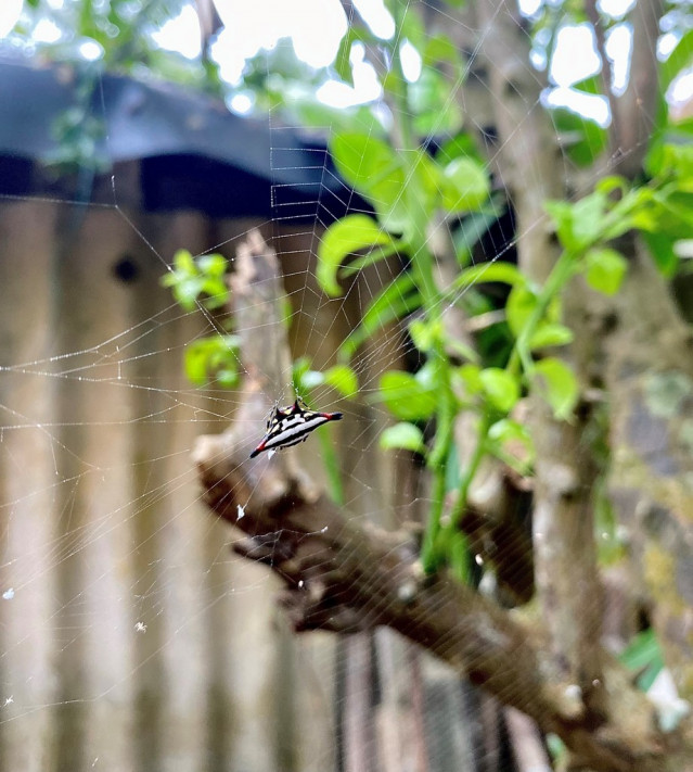Spider