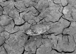 Dry Spell