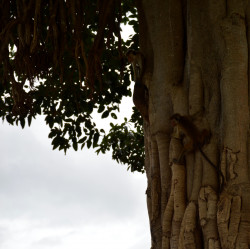 curios monkeys
