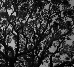 Lungs of the earth