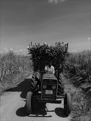 Village life