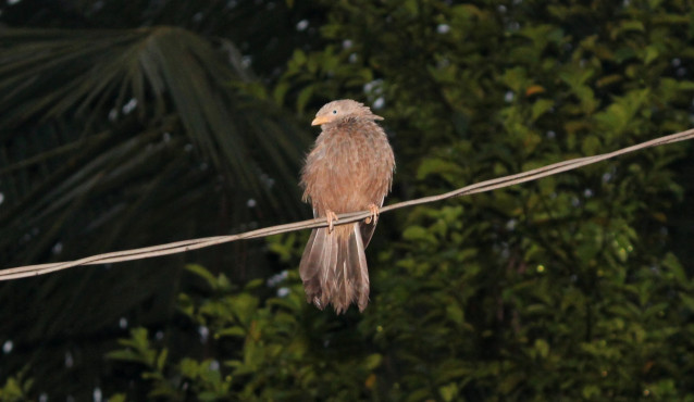 Bird
